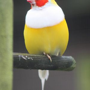 One of those Gouldian Finches again, 6th September 2014