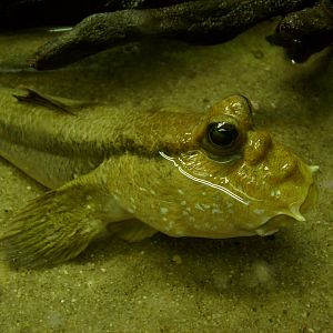 Mudskipper (phased out)