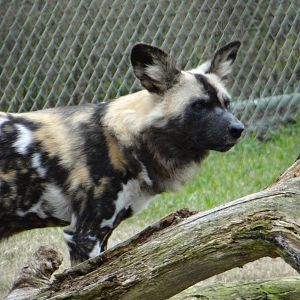 African wild dog