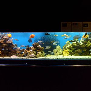 Cichlid tank (phased out)