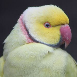 Indian Ring-necked Parakeet, 6th September 2014