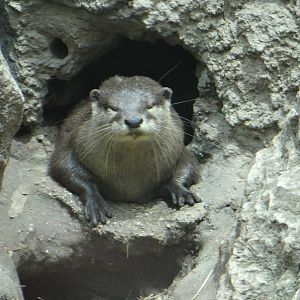 Asian small-clawed otter