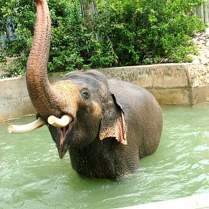 Asian elephant