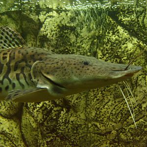 Pseudoplatystoma (phased out)