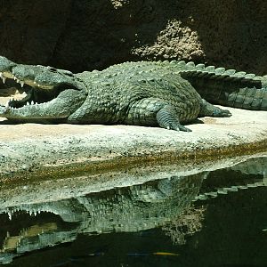 Nile crocodile