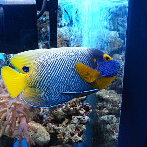 Blueface Angelfish (phased out)