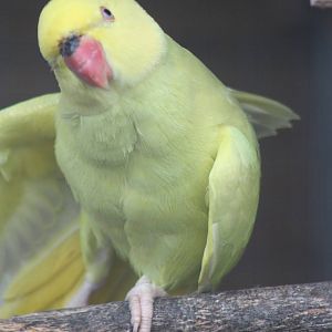 Indian Ring-necked Parakeet, 6th September 2014