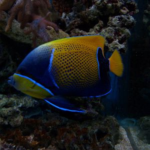 Blue-girdled angelfish (phased out)