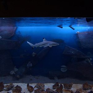Black-tipped reef shark (phased out)