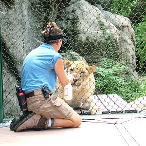 Meet the Keeper: African lion