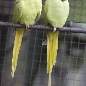 Indian Ring-necked Parakeets, 6th September 2014