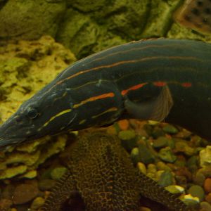 Fire eel (phased out)