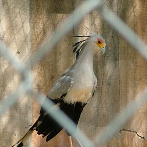 Secretary bird