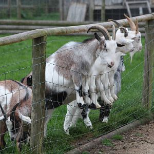 Begging for pellets, 6th September 2014