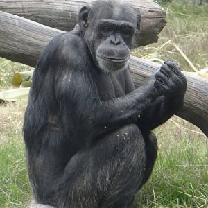 Chimpanzee
