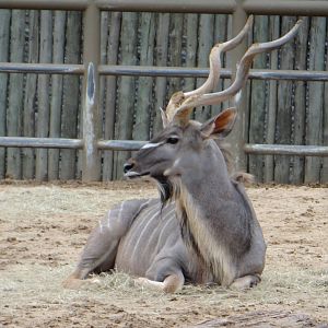 Greater kudu