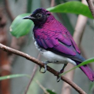 Amethyst starling