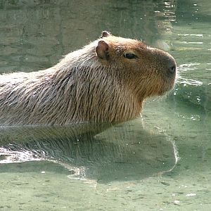 Capybara