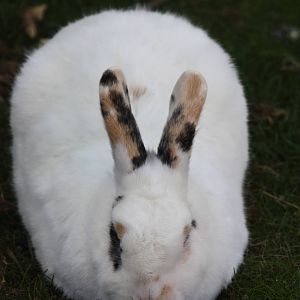 I liked its ears, 4th August 2014