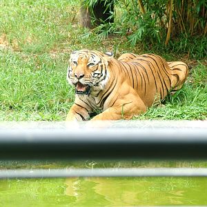 Malayan tiger