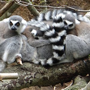 Ring-tailed lemurs