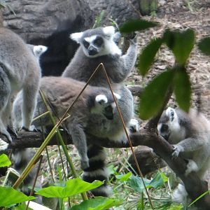 Ring-tailed lemurs