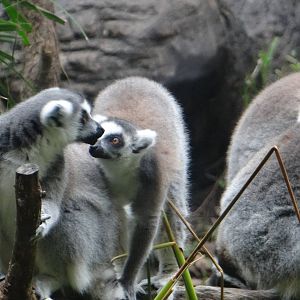 Ring-tailed lemurs