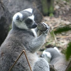 Ring-tailed lemurs