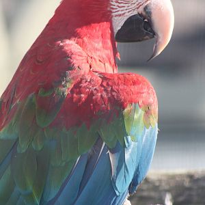 Green-winged Macaw, 4th August 2014