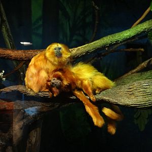 Gold lion tamarins