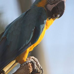 Blue and Yellow Macaw, 4th August 2014