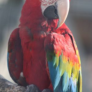 Green-winged Macaw, 4th August 2014