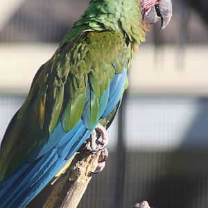 Military Macaw, 4th August 2014