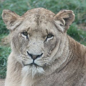 African Lion, 1st September 2014