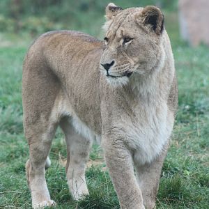 African Lion, 1st September 2014