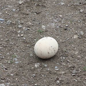Ostrich egg in Lost Kingdom yards, 1st September 2014