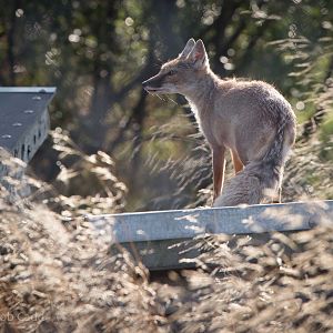 Corsac fox : Hamerton : 31 Aug 2014