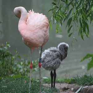 Chilean Flamingo and chick, 1st September 2014