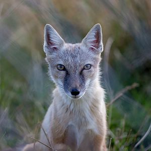 Corsac fox : Hamerton : 31 Aug 2014