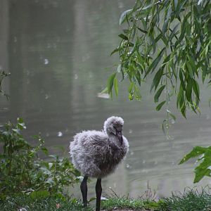 Chilean Flamingo chick, 1st September 2014