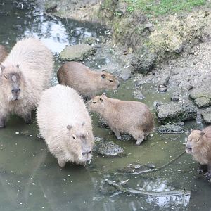 Capybaras, 1st September 2014