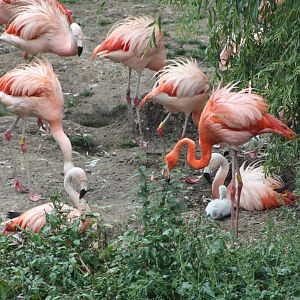 More chicks to be seen, 1st September 2014
