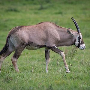 Gemsbok (calf) : Whipsnade : 07 Sep 2014