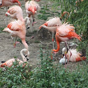 More chicks to be seen, 1st September 2014