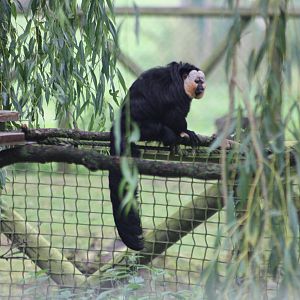 White-faced Saki, 1st September 2014