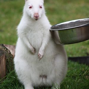 A tempting bowl, 1st September 2014
