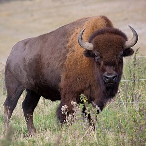 American bison : Whipsnade : 07 Sep 2014