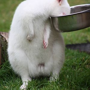 Tempted by the bowl, 1st September 2014