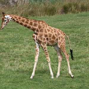 Hybrid Giraffe, 1st September 2014