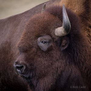 American bison : Whipsnade : 07 Sep 2014
